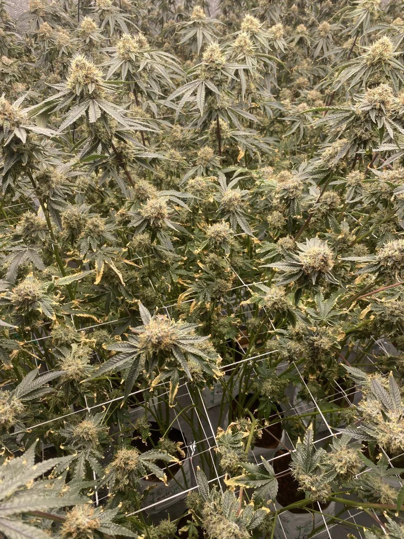 Is this a deficiency nute burn or