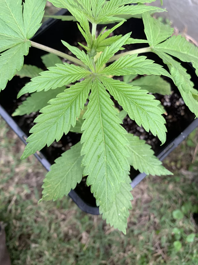 Is this a nute deficiency 3