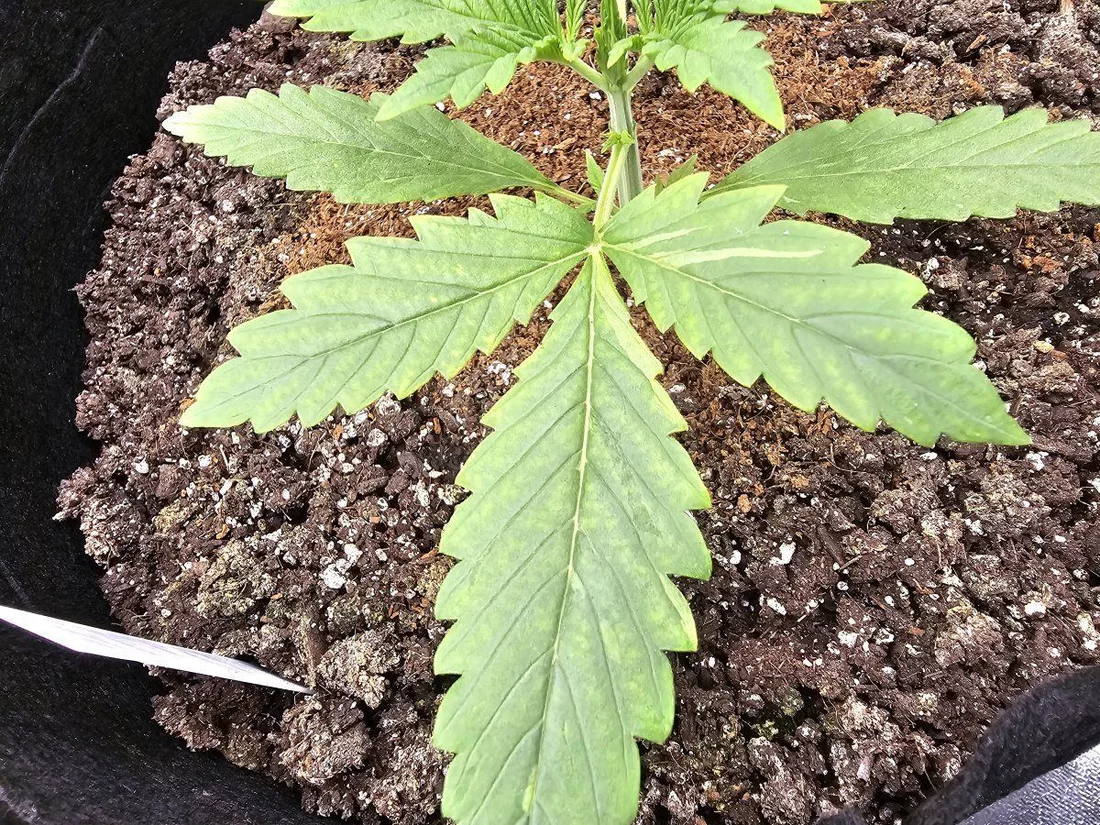 Is this a nutrient deficiency