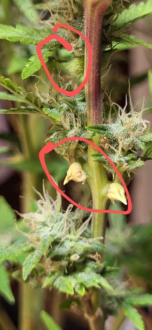 Is this a possible hermie 8