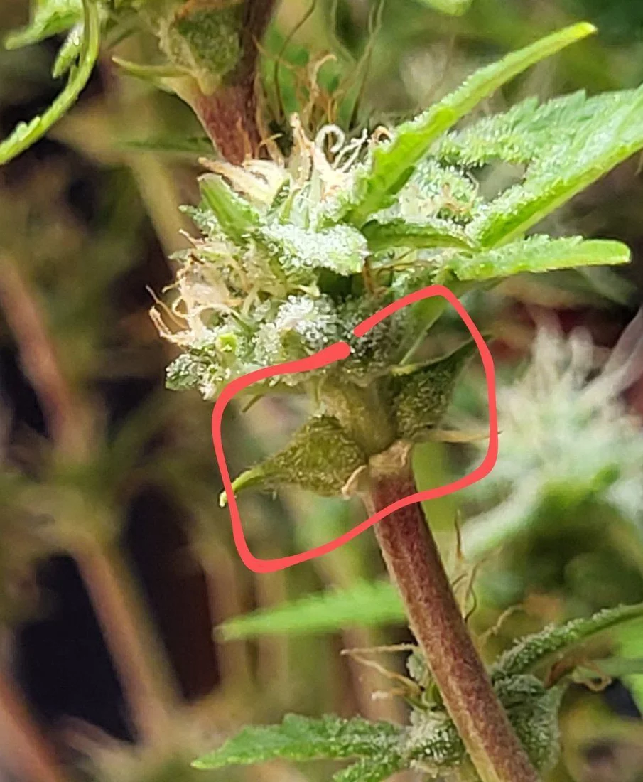 Is this a possible hermie 9