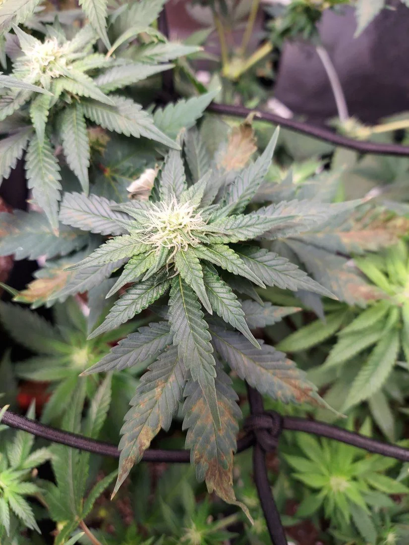 Is this a potassium deficiency
