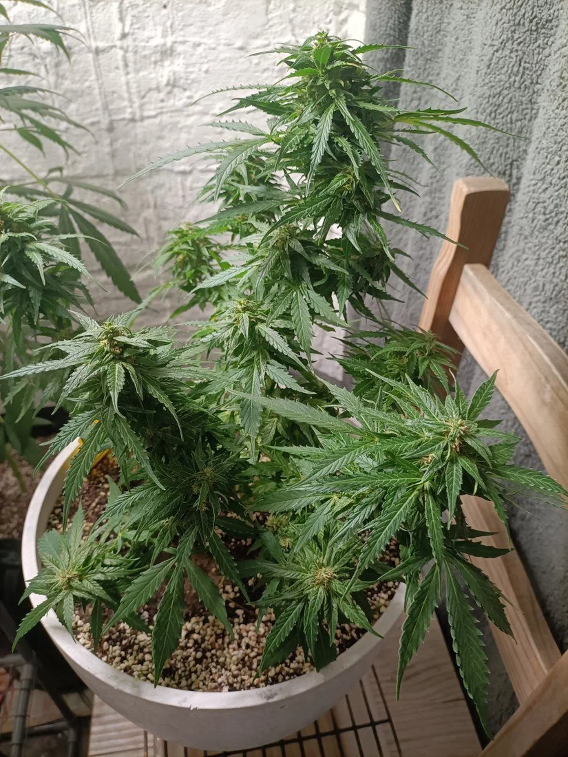 Is this baby ready to harvest 7