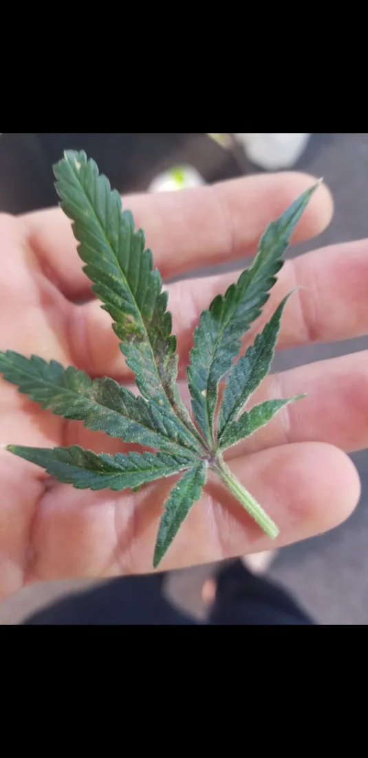 Is this calcium a deficiency 2