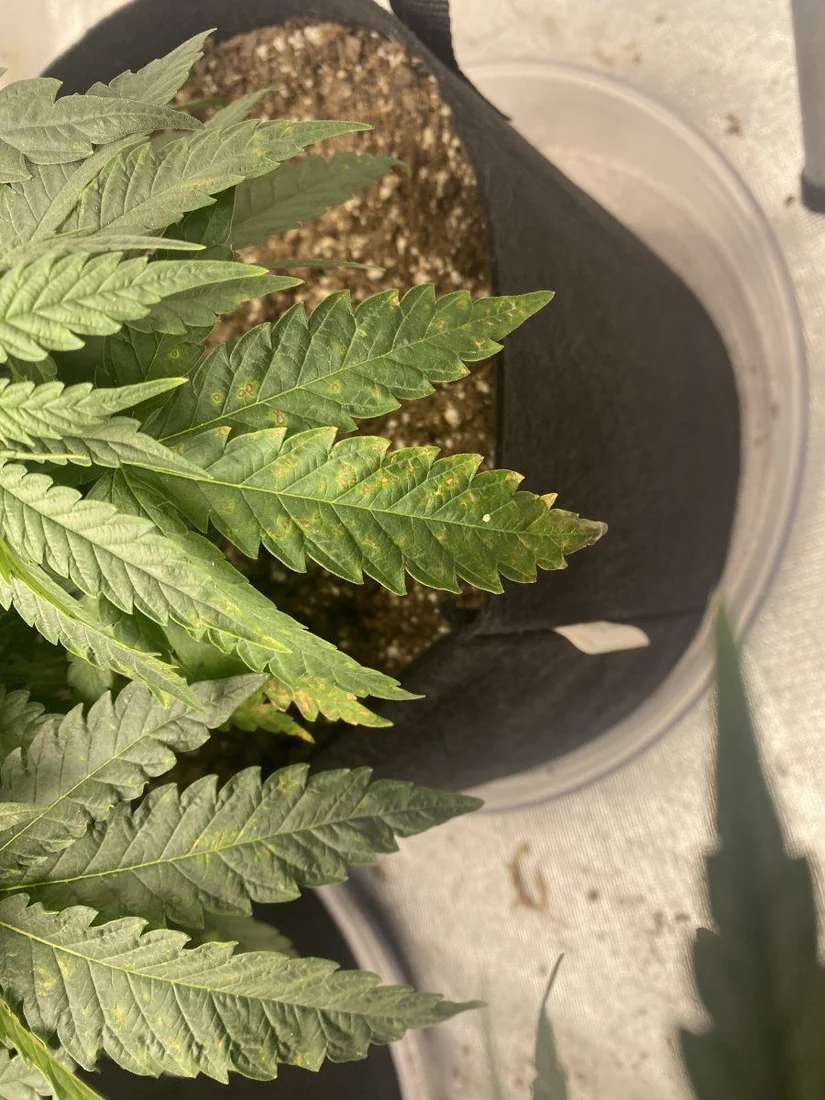 Is this calcium deficiency or a soil ph problem 2