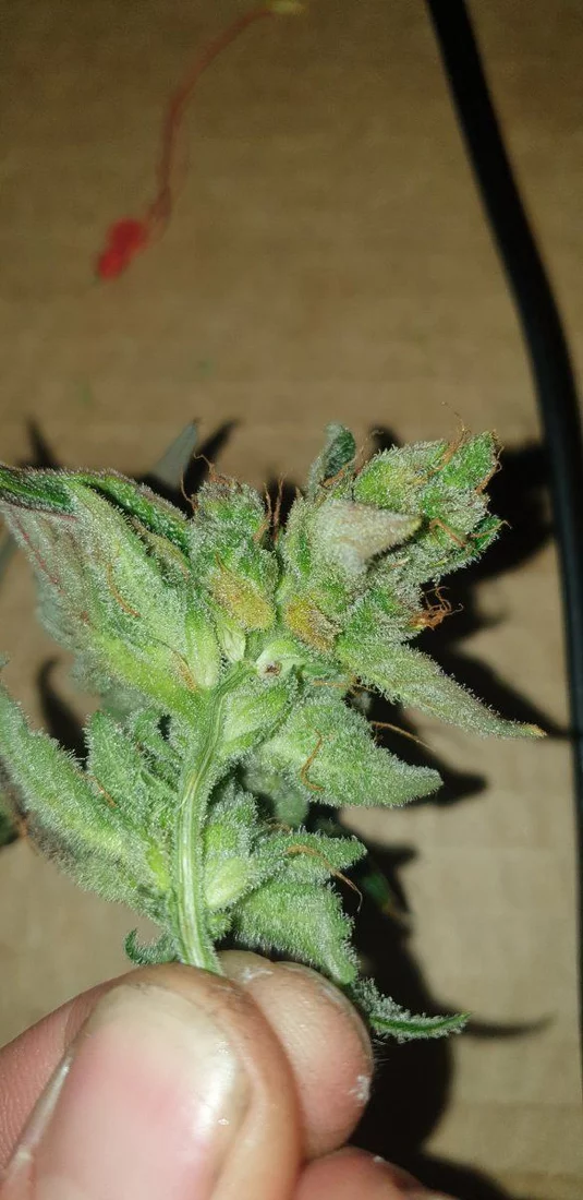 Is this early bud rot 5
