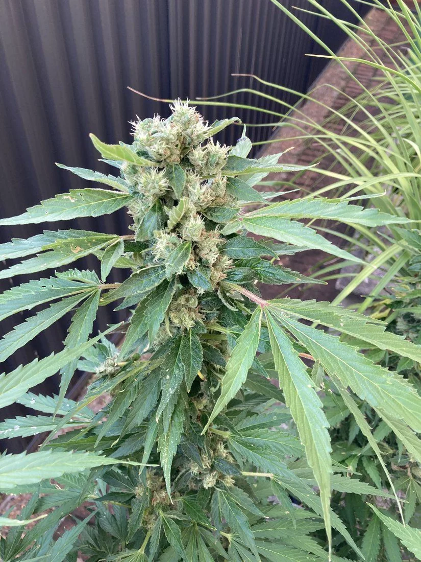 Is this nearly ready to harvest