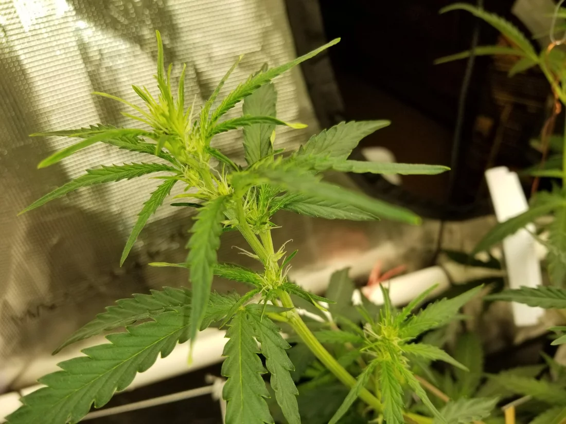 Is this plant starting to flower 2