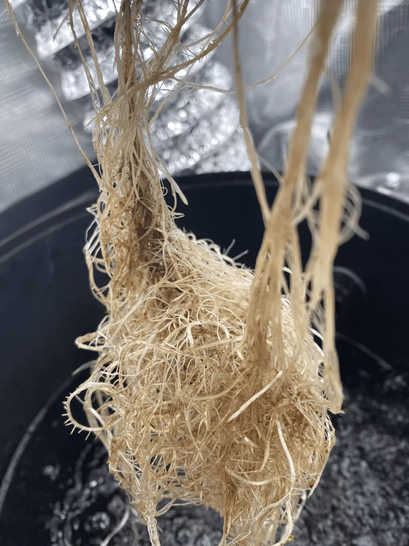 Is this root rot or stained from nutes hydrogrow 2