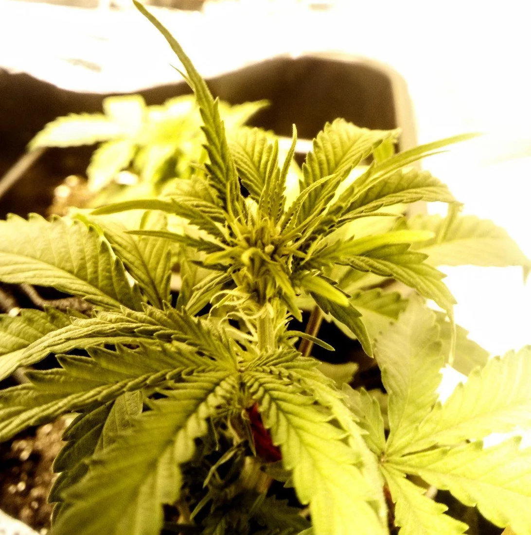 Issues with first grow whole thing doomed already 8