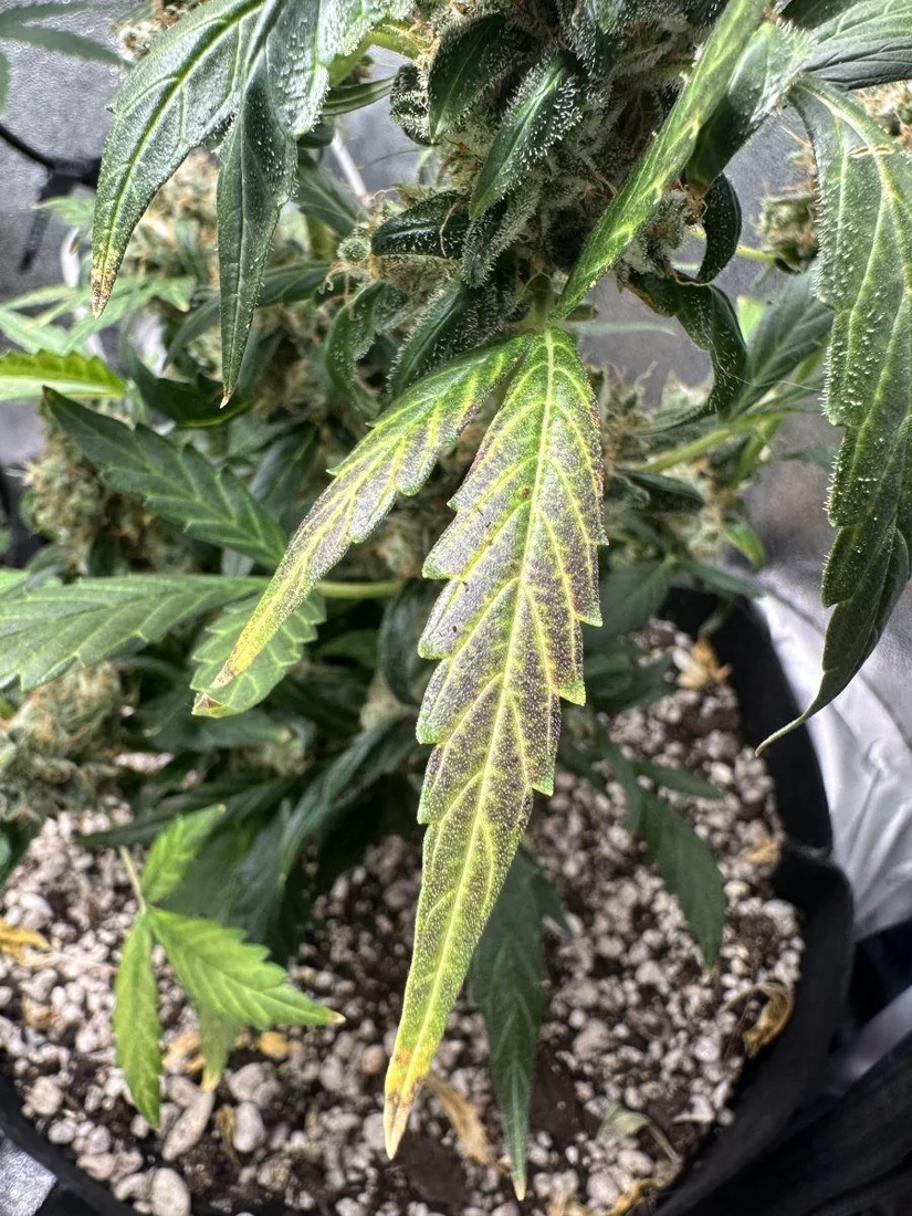 Late flower auto coadt of maine soil sf1000 i know the tip coloring is due to overfeeding i h