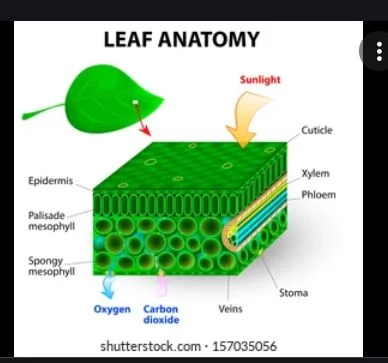 Leaf anatomy