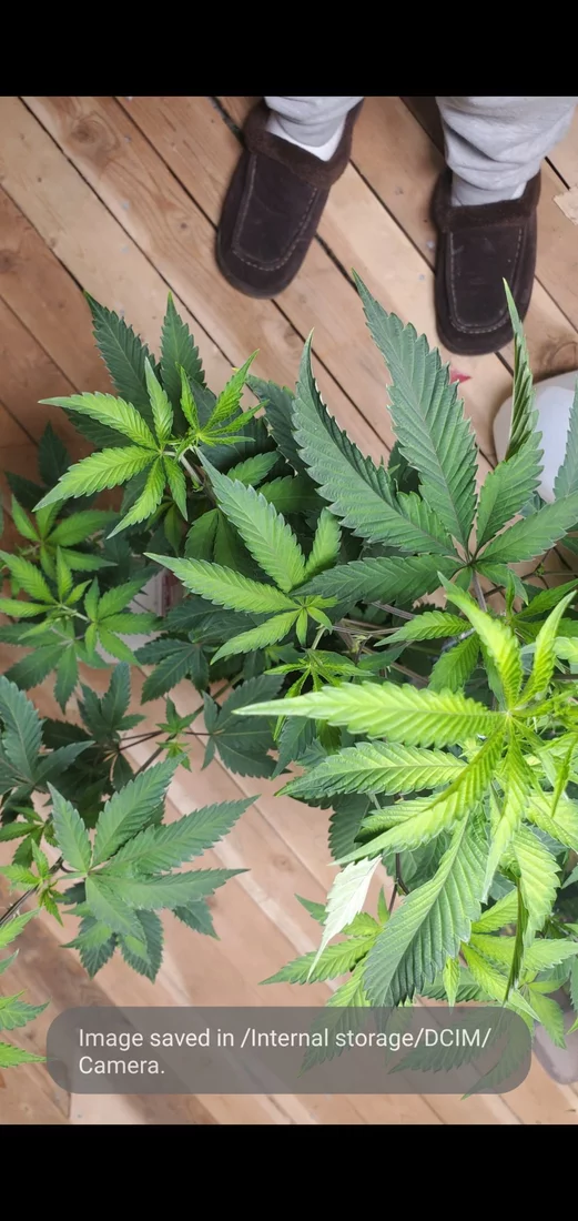 Leaf curling issue help please