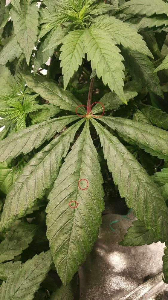 Leaf septoria or deficiency 3