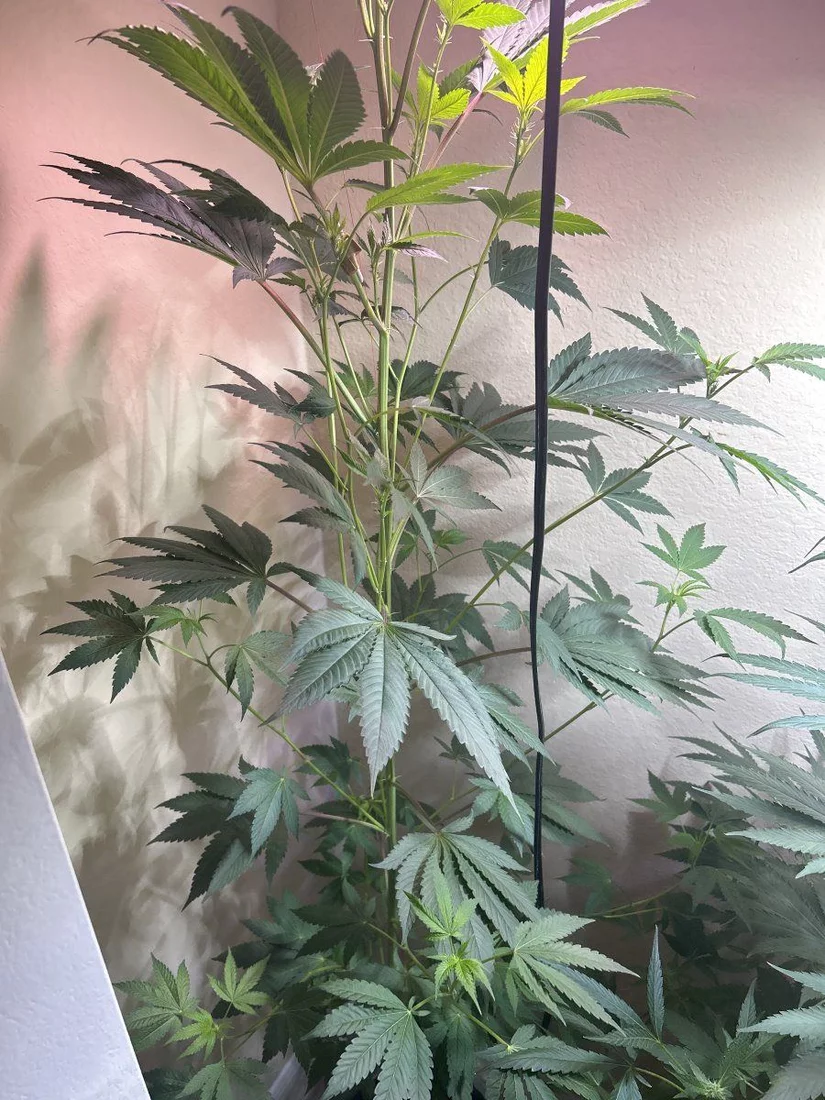 Leaning plant with some stretching 2