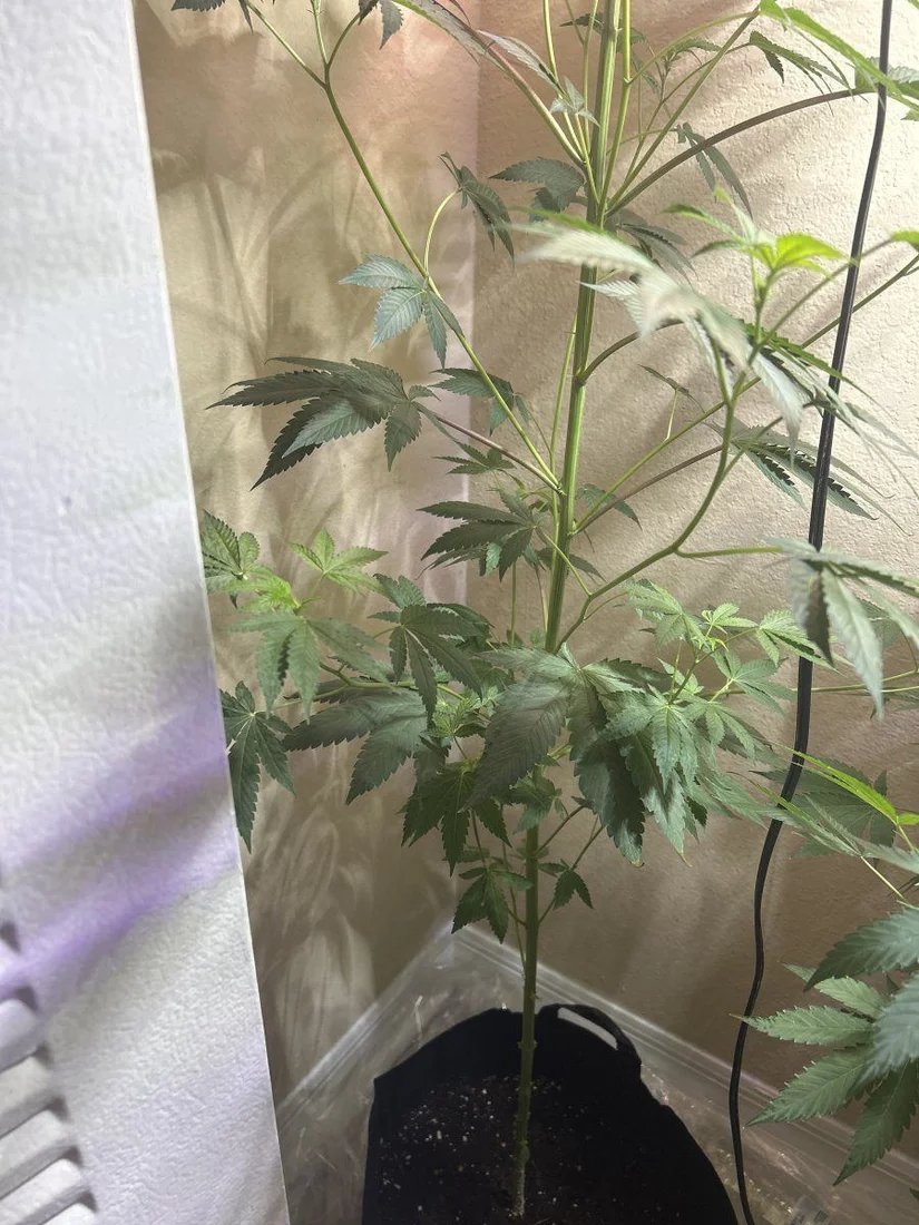 Leaning plant with some stretching 3
