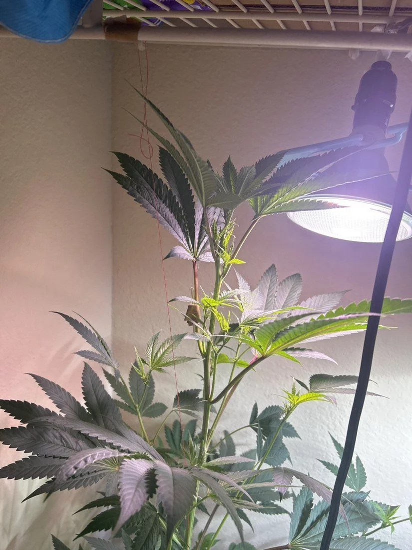 Leaning plant with some stretching 5