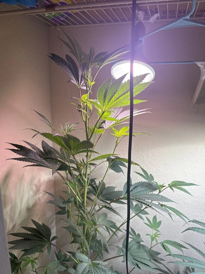 Leaning plant with some stretching