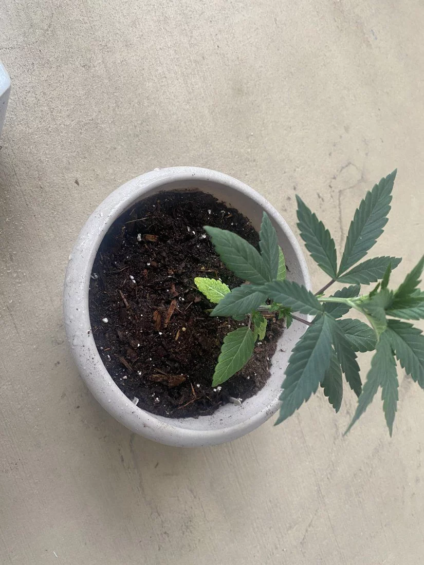 Leaves turning yellow need help