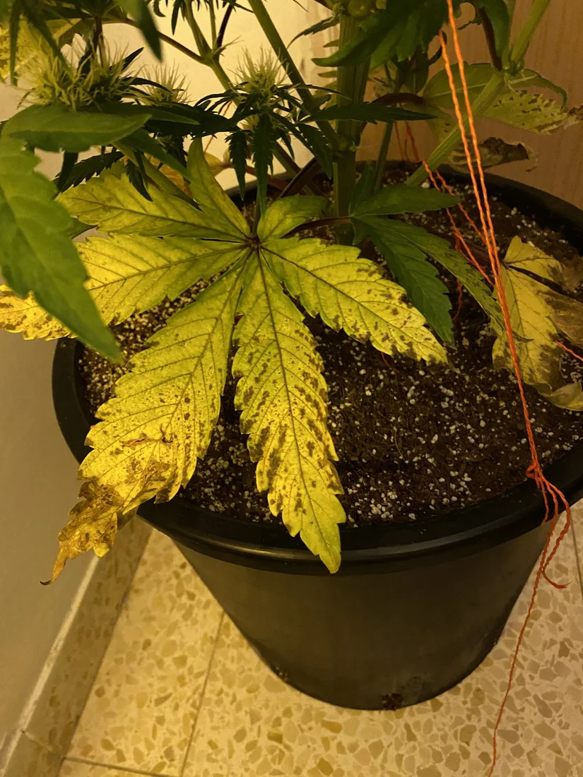 Leaves yellowing with marks please help 2