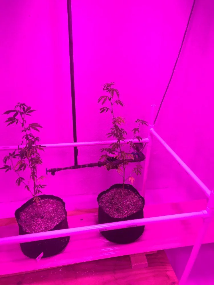 Led grow girls are stressed and growth is stunted 6