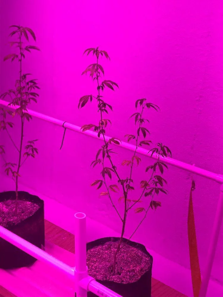 Led grow girls are stressed and growth is stunted 8