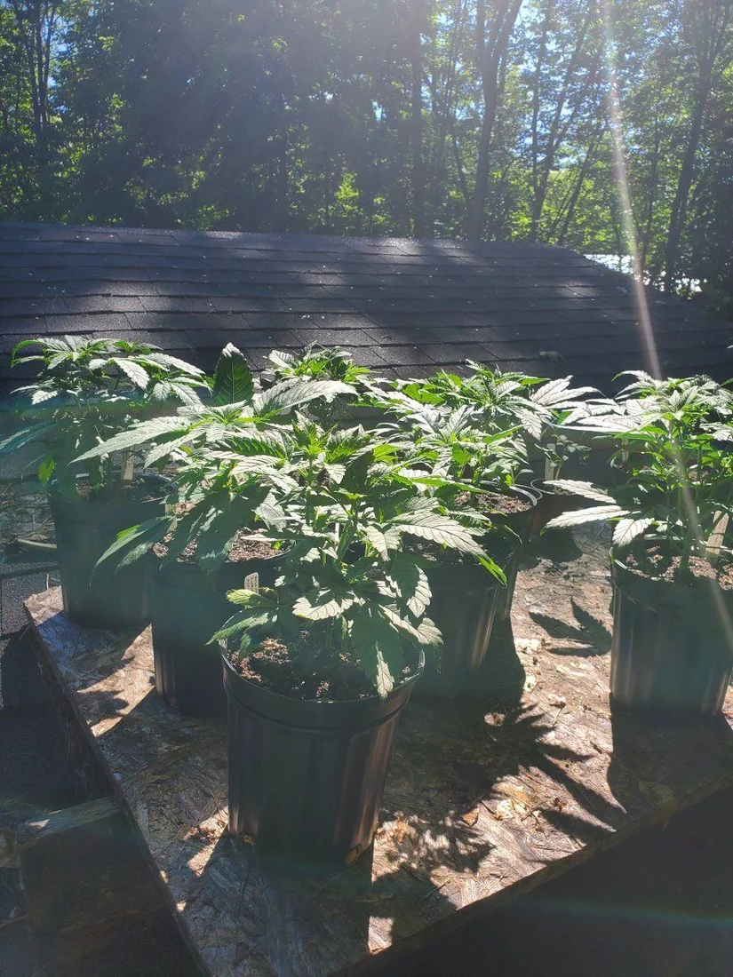 Lets see your outdoor grow 2022