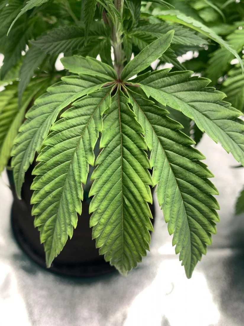 Light or heat stress or deficiency