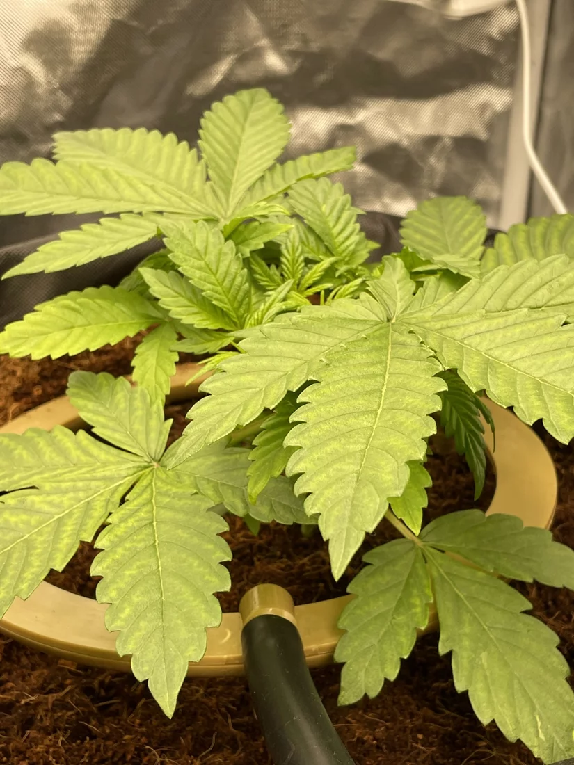 Looking for assessment of lst attempt 11