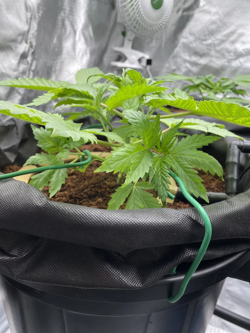 Looking for assessment of lst attempt 2