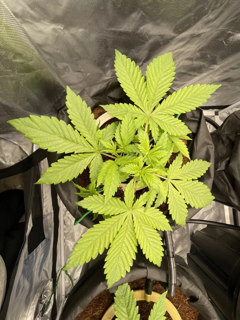 Looking for assessment of lst attempt 5