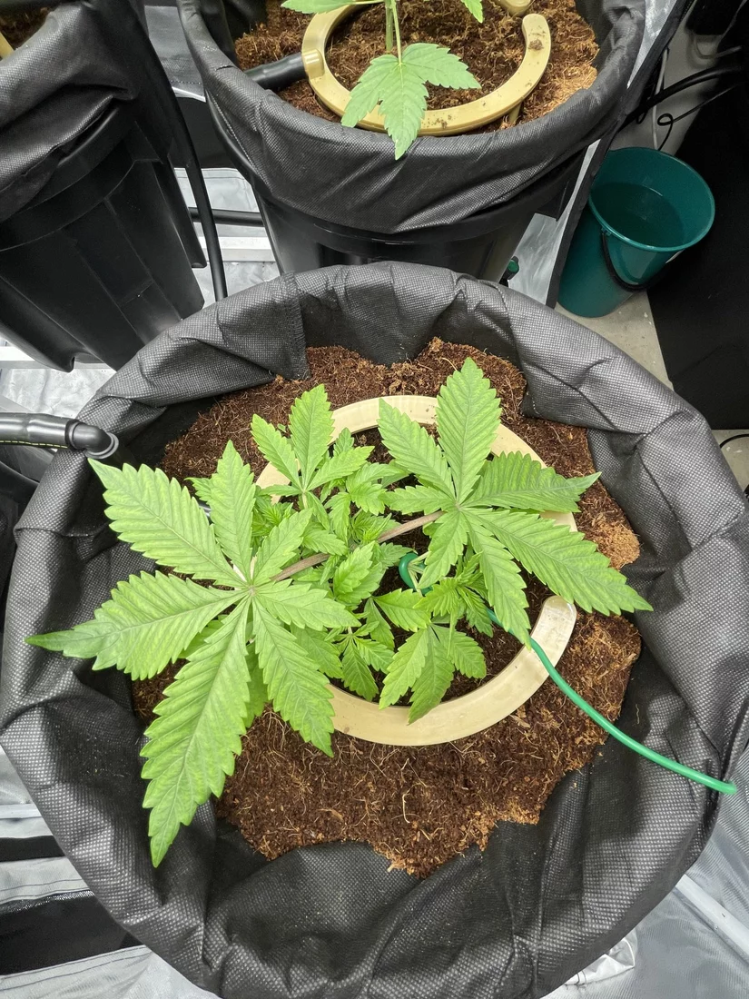 Looking for assessment of lst attempt 6