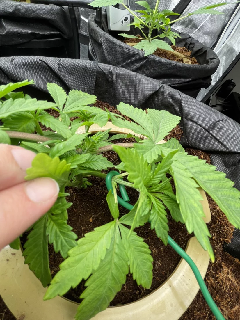 Looking for assessment of lst attempt 7