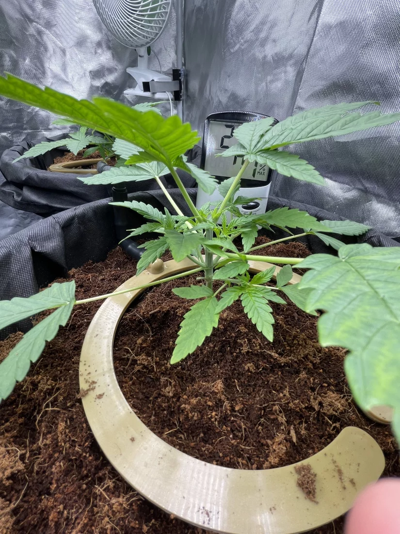 Looking for assessment of lst attempt 8