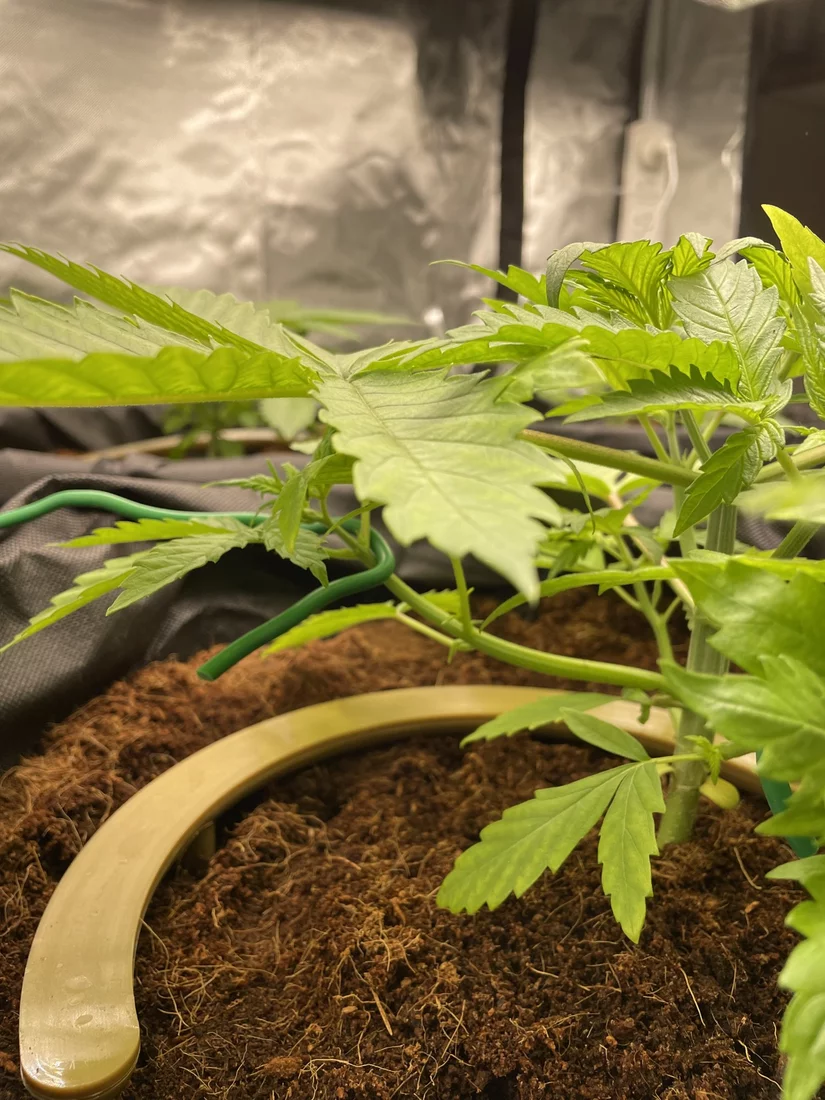 Looking for assessment of lst attempt