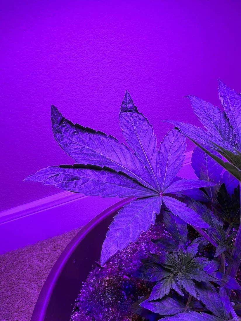Looking for help on my first grow 2
