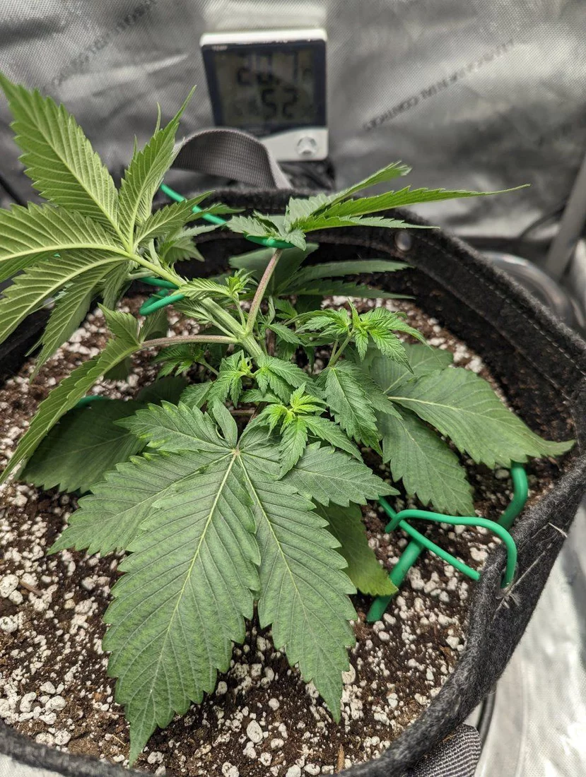 Lst question from a first time grower