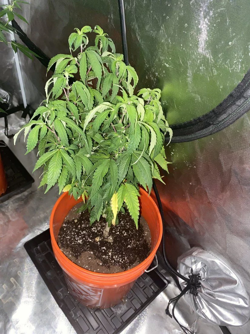 Mac 1 the last grow for her