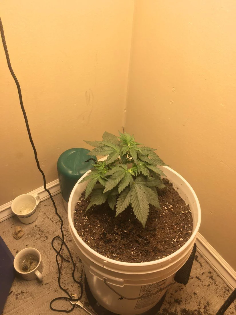 Male or female update plant 4 weeks and 3 days old