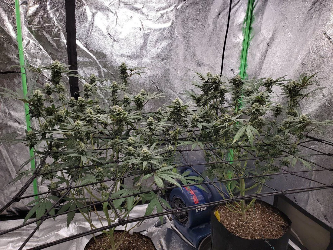 Man they looking great at early week 5 2