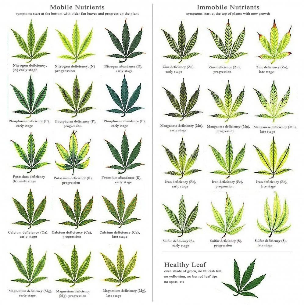 Marijuana deficiency chart