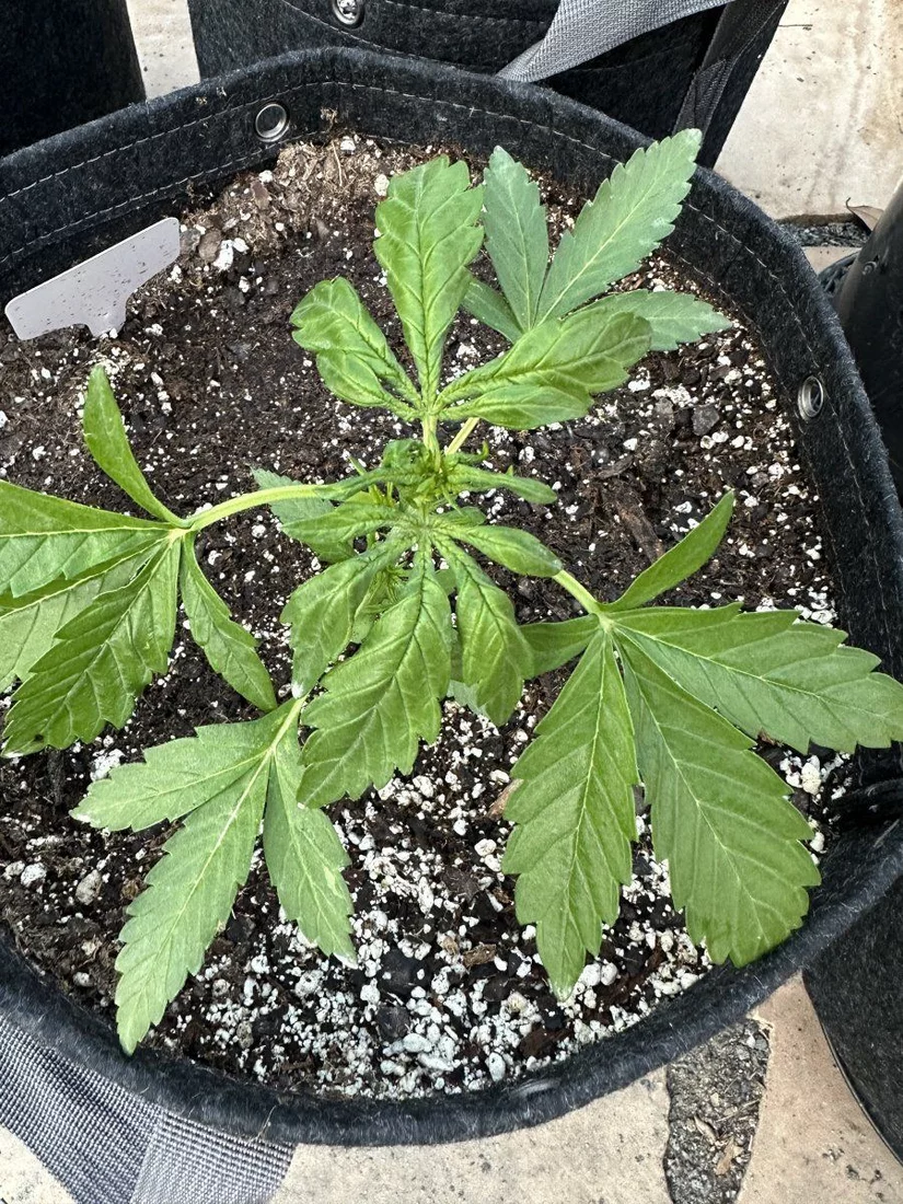 Marijuana plants sick pictures included need help
