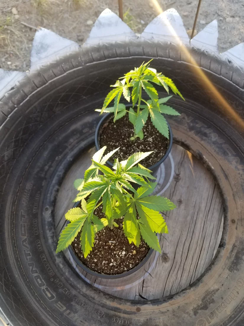 Miracle gro to motherearth coco mix transplant disaster