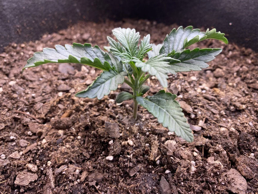 Mr brazils first grow 12th day   the claw 2