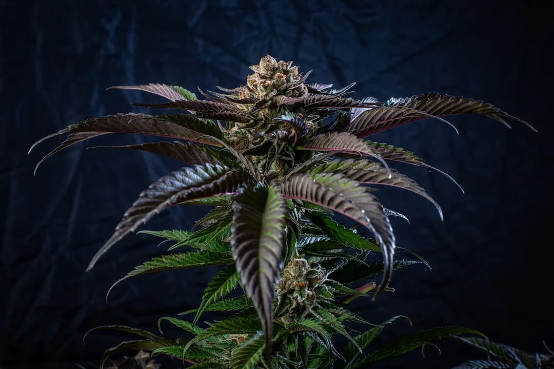 Mr canucks grows cannabis with dry amendments