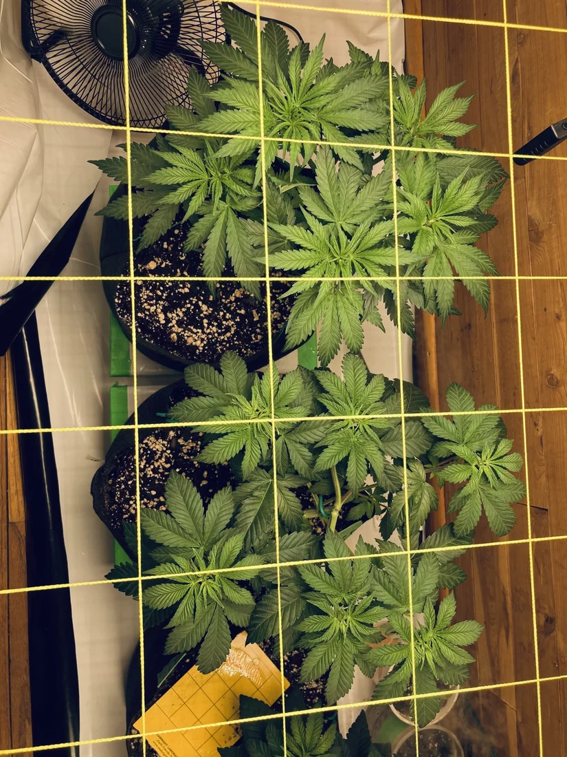 Multi strain 2x8 closet scrog first grow