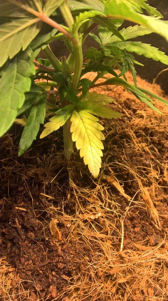 Multiple problems in coco first time growing 3