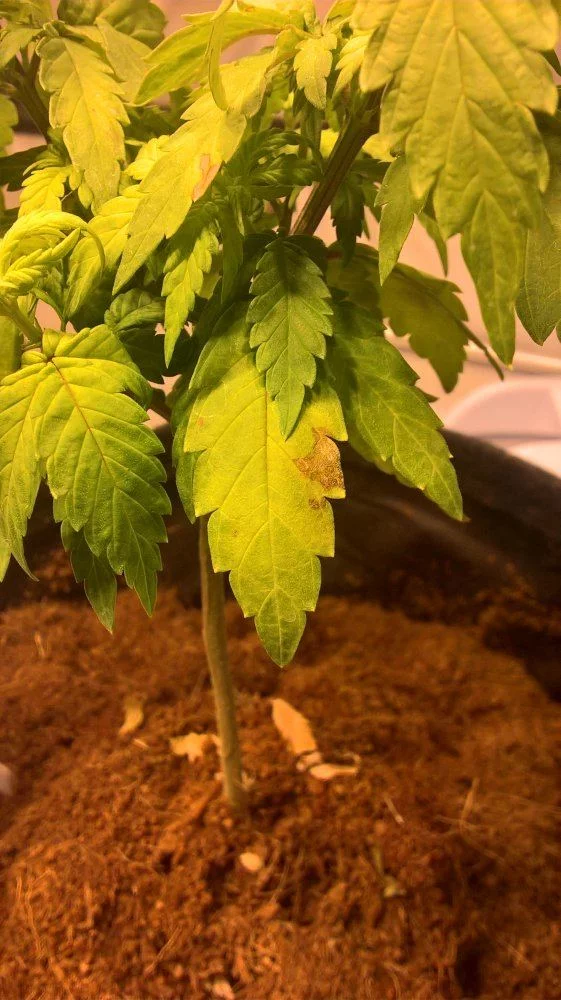 Multiple problems in coco first time growing 5