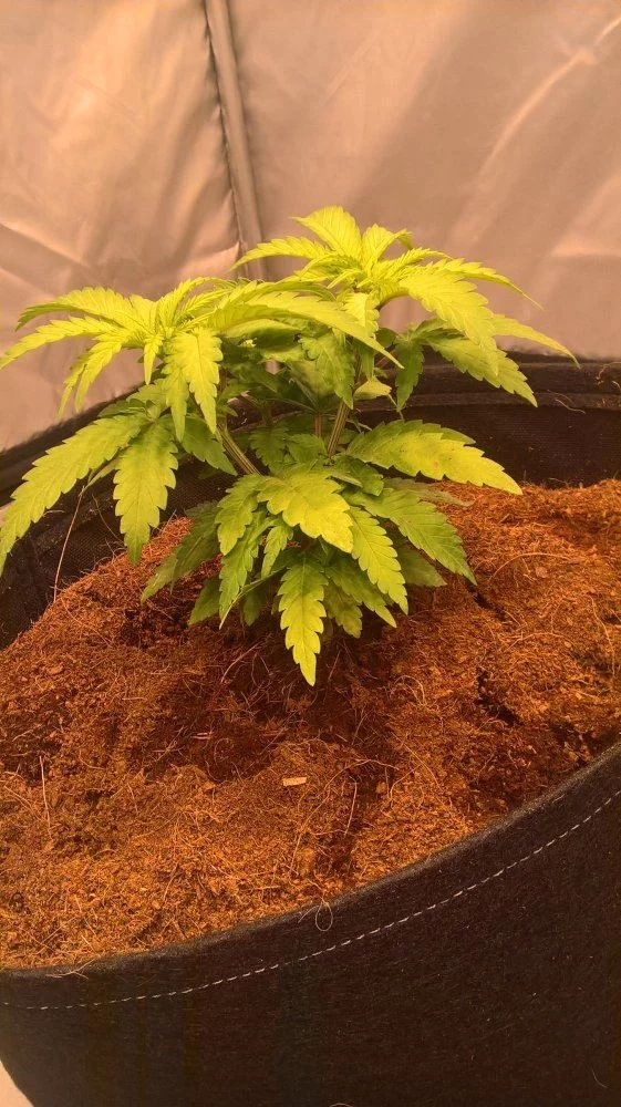 Multiple problems in coco first time growing 8