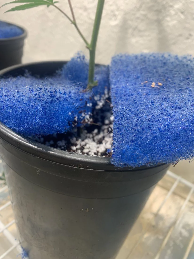My experiment for keeping fungus gnats away 3